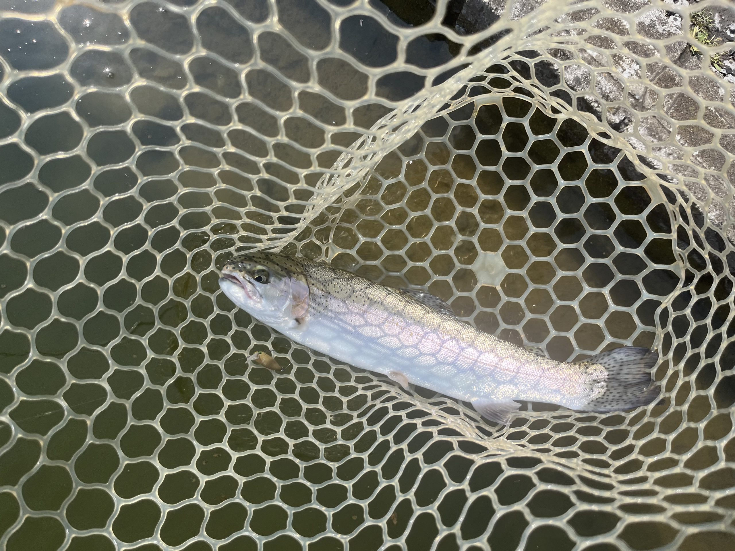 3月29日（日）あきる野市　チャッピーさん