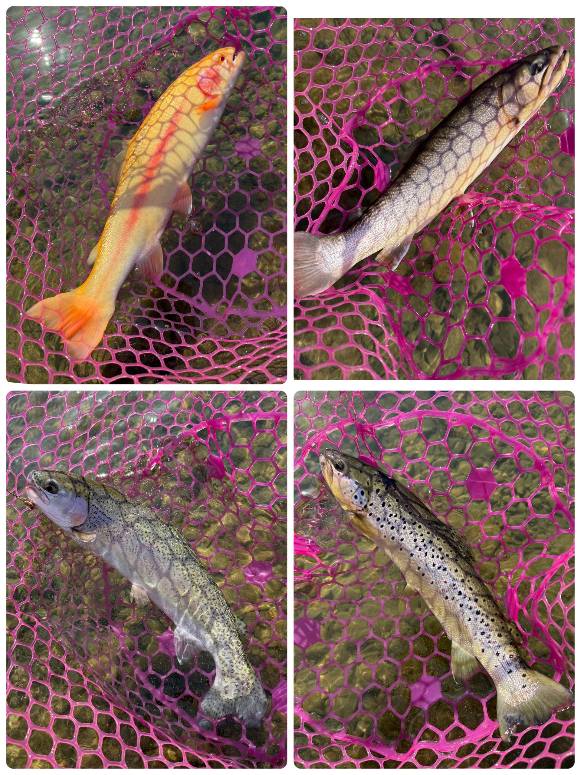 3月21日(土)　八王子市　Bさんさん