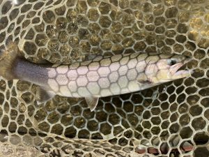 3月15日（日）中野区　NOBUさん