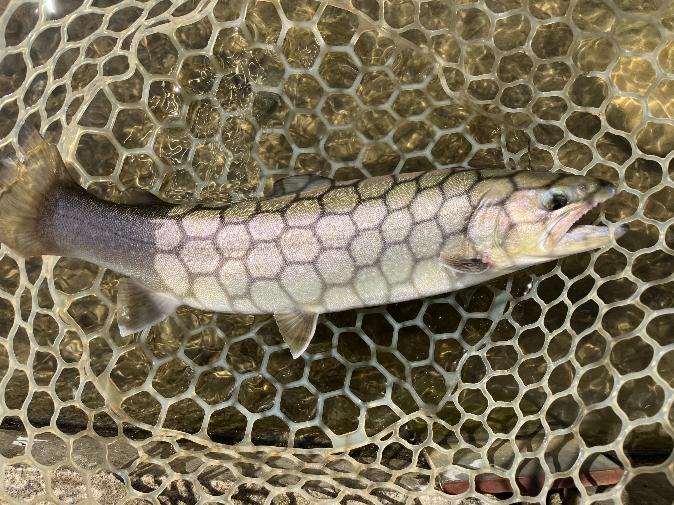 3月15日（日）中野区　NOBUさん