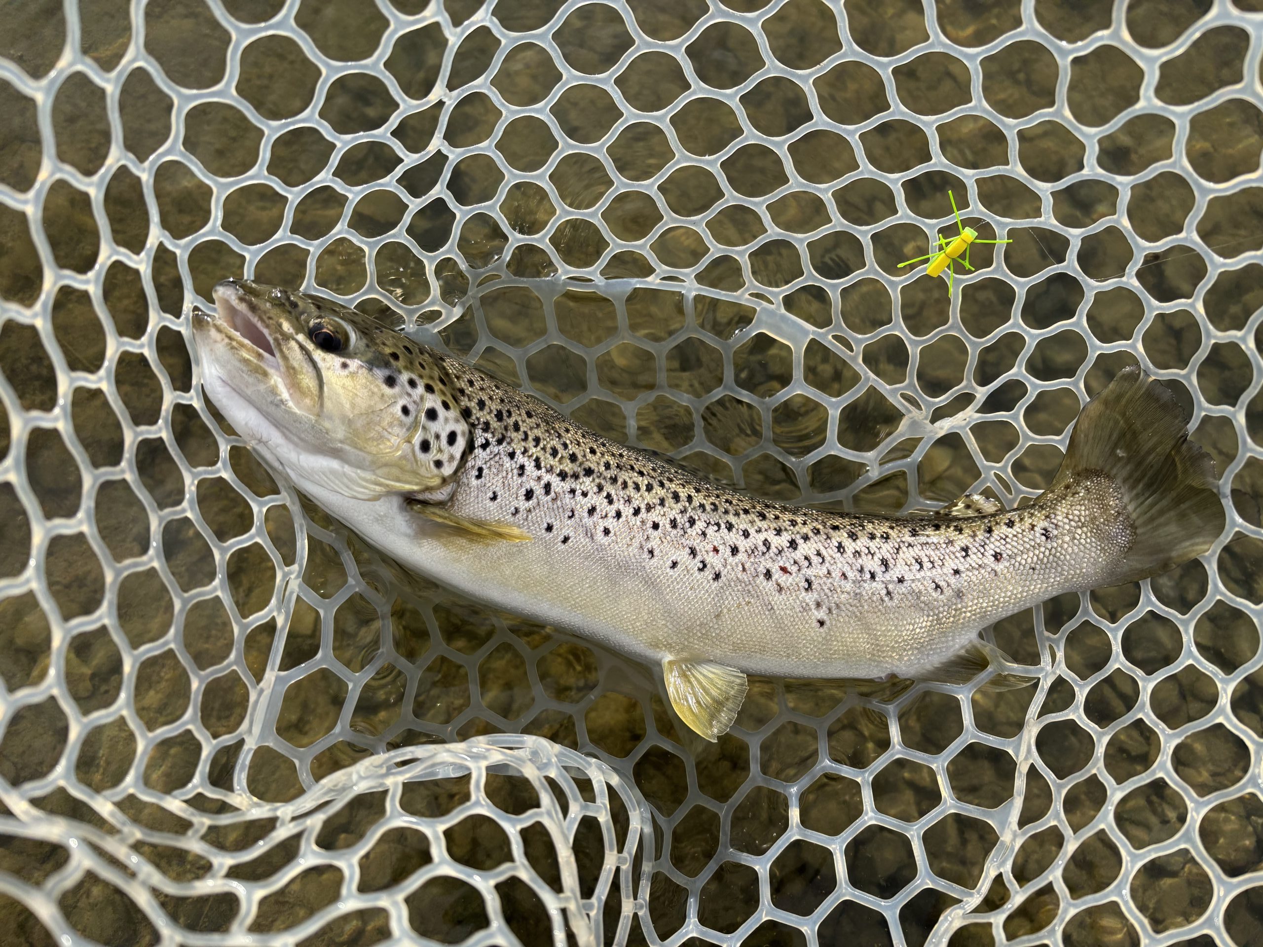 3月15日（日）青梅市　鈴木さん