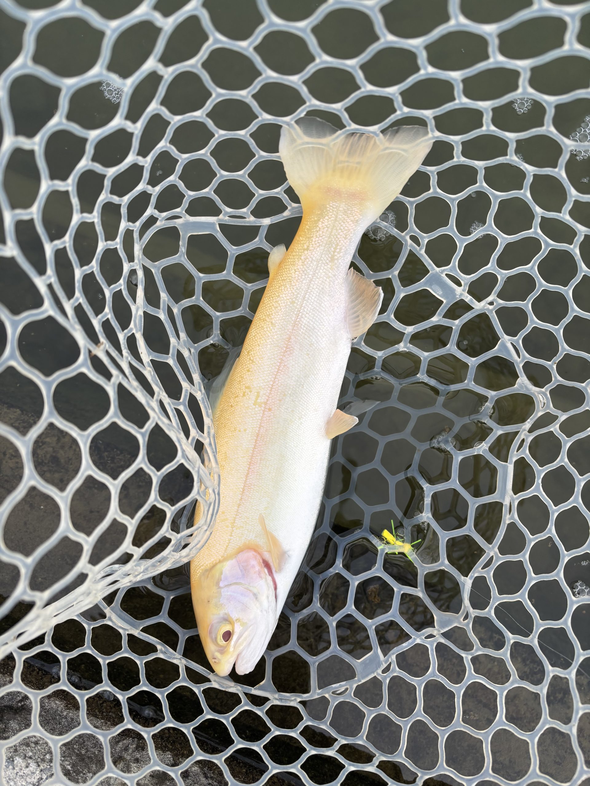 3月22日(日) 青梅市 鈴木さん