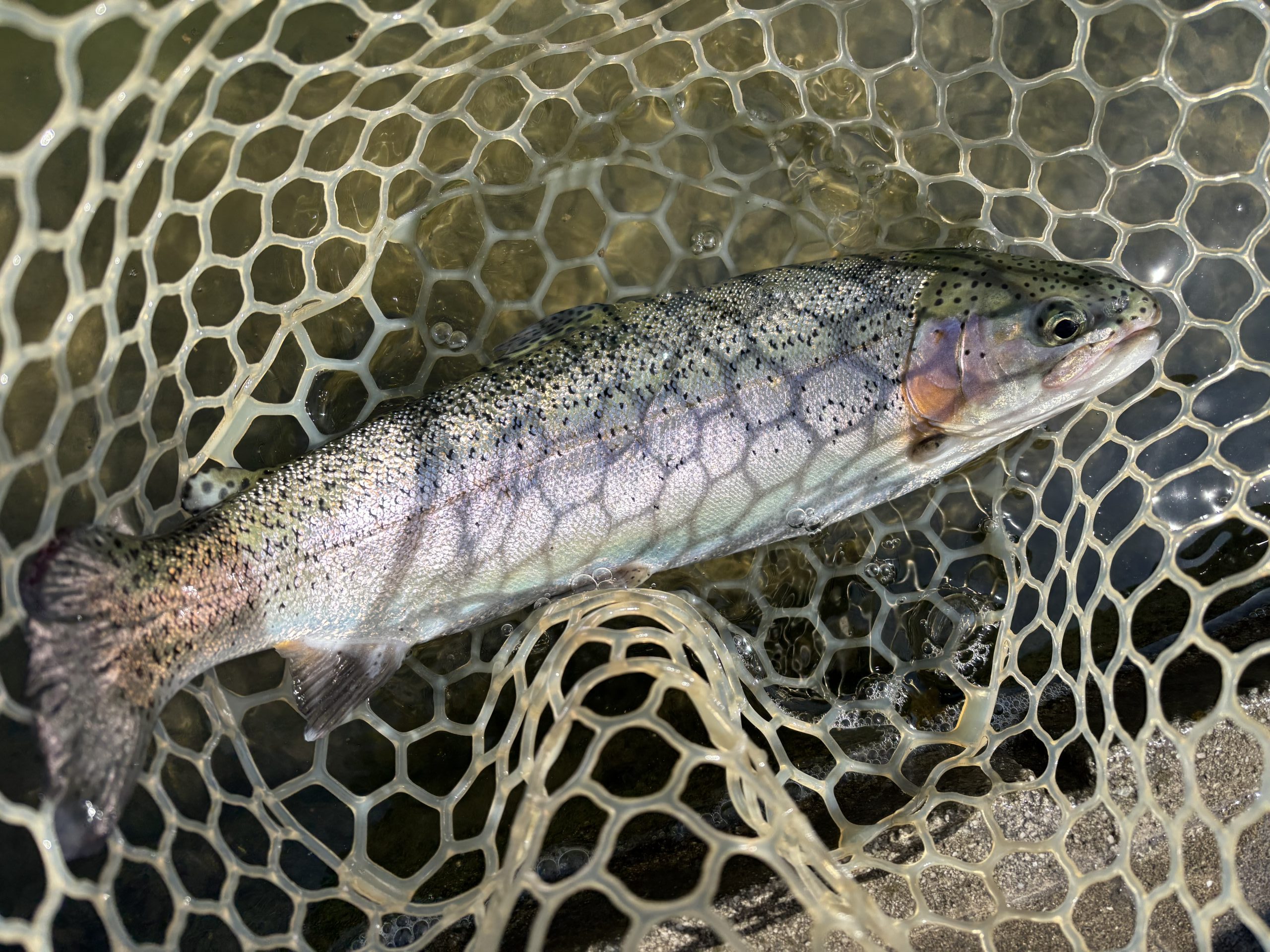 3月24日（火）青梅市　鈴木さん