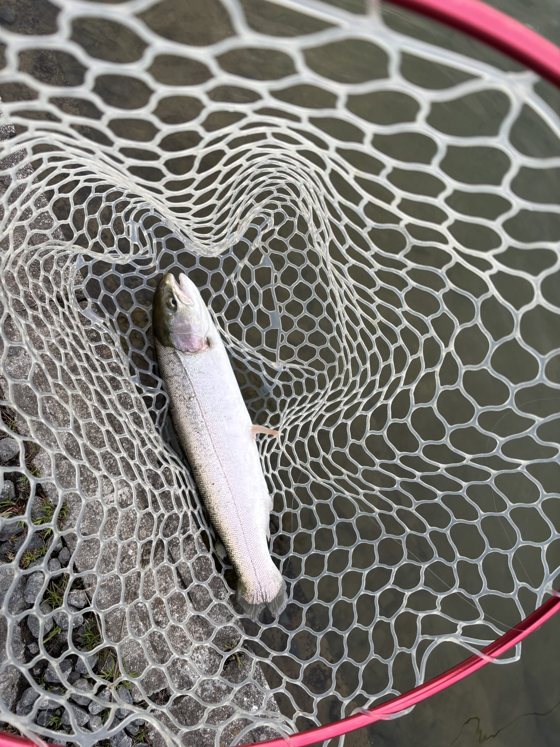 3月15日(日)　入間市　大西さん