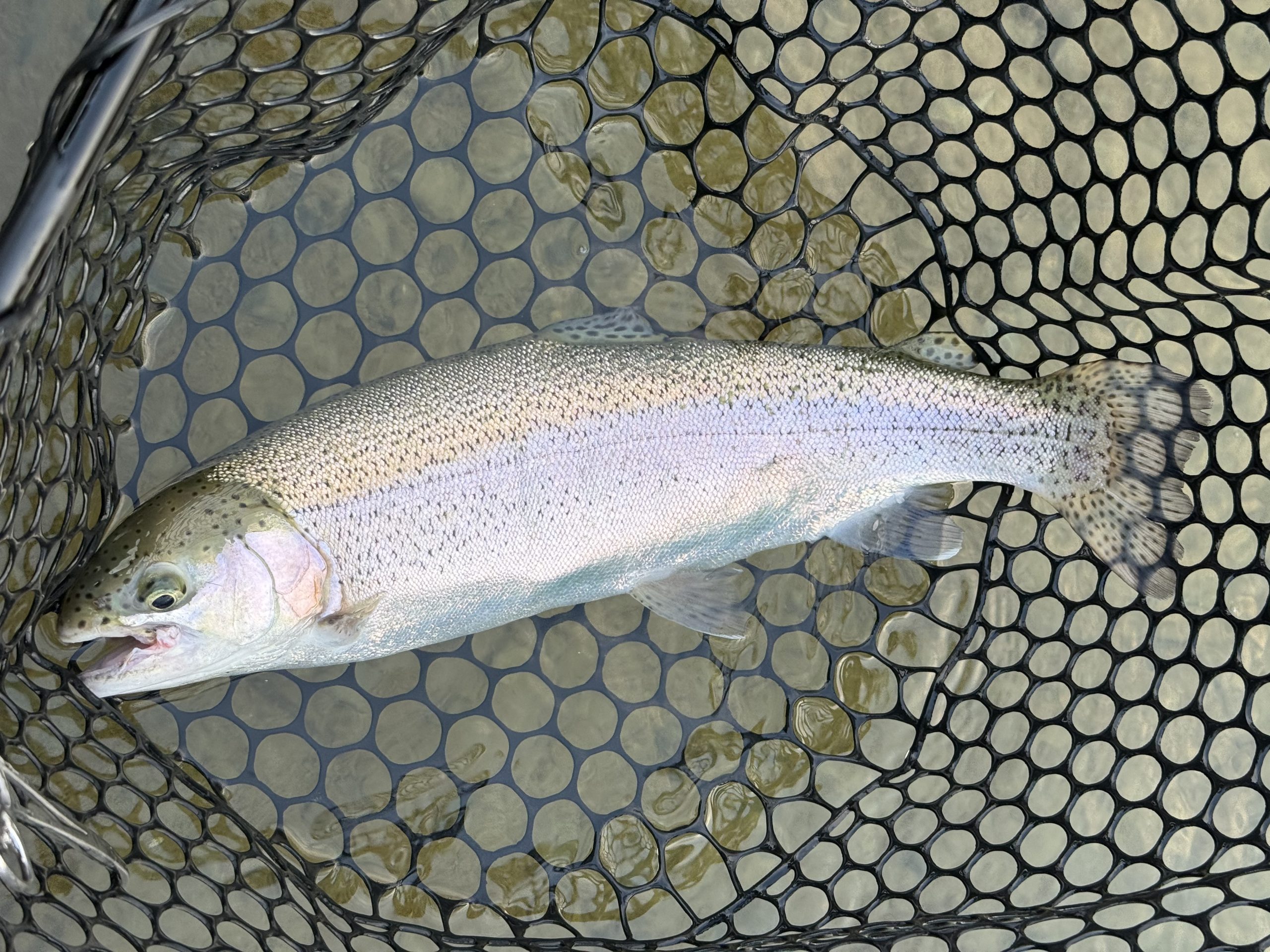 3月18日(水)　青梅市　ヤッチャンさん