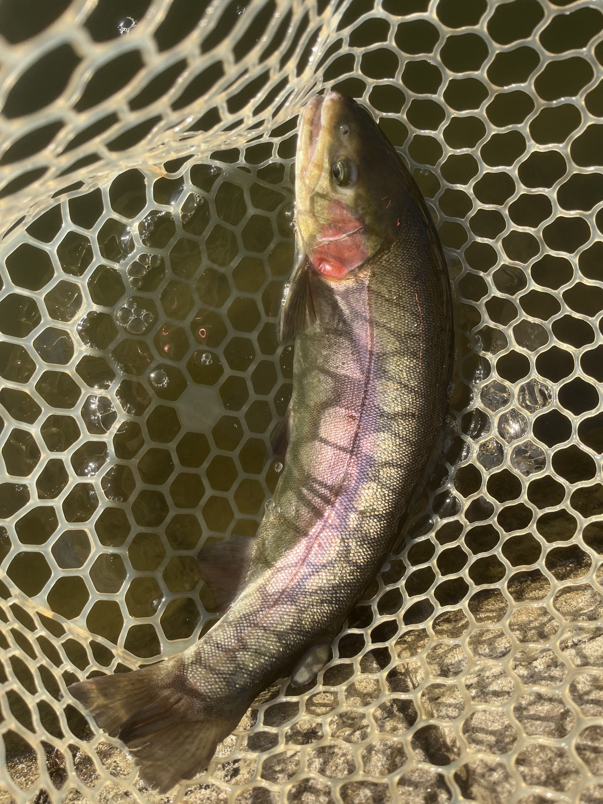 3月11日(水)　東村山市　おにぎりさん