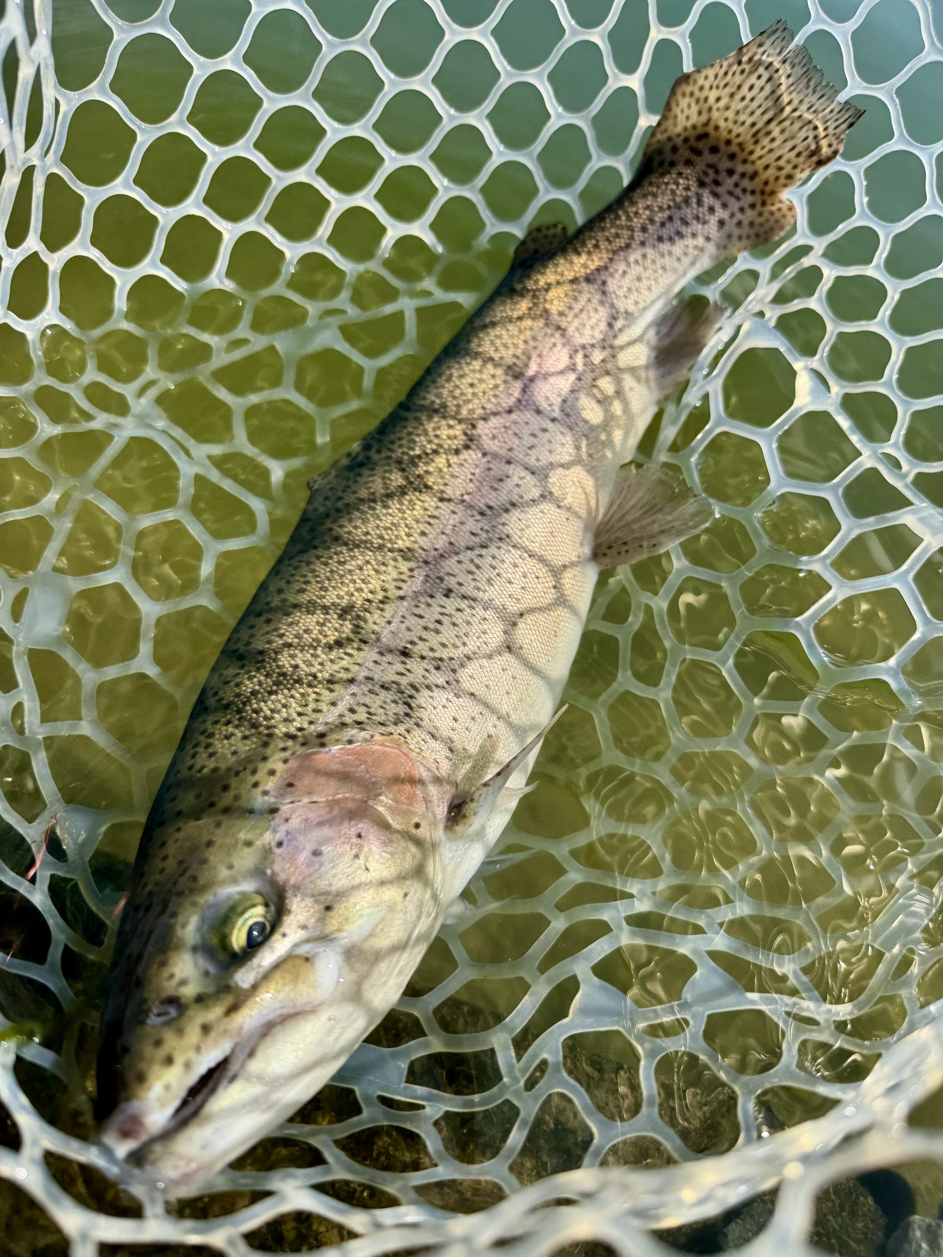 2月28日（土）小平市　にけるさん