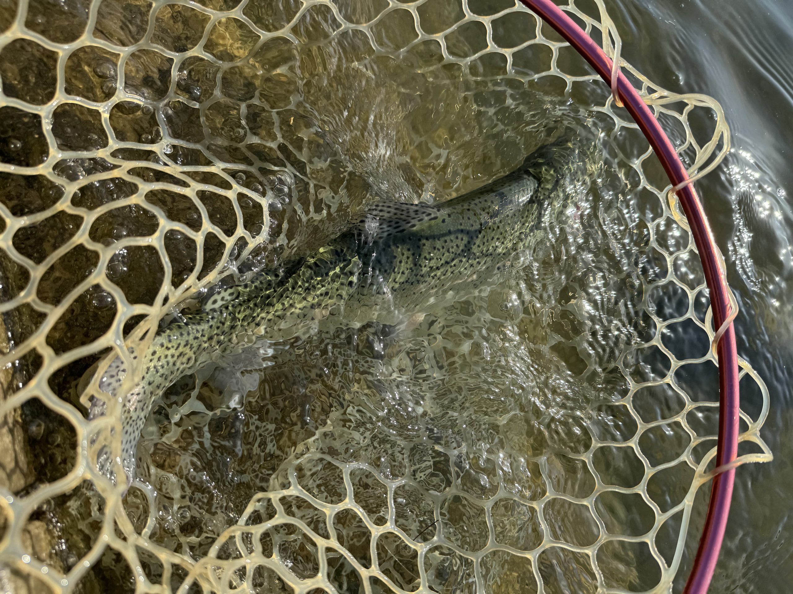 3月21日（土）小平市　にけるさん