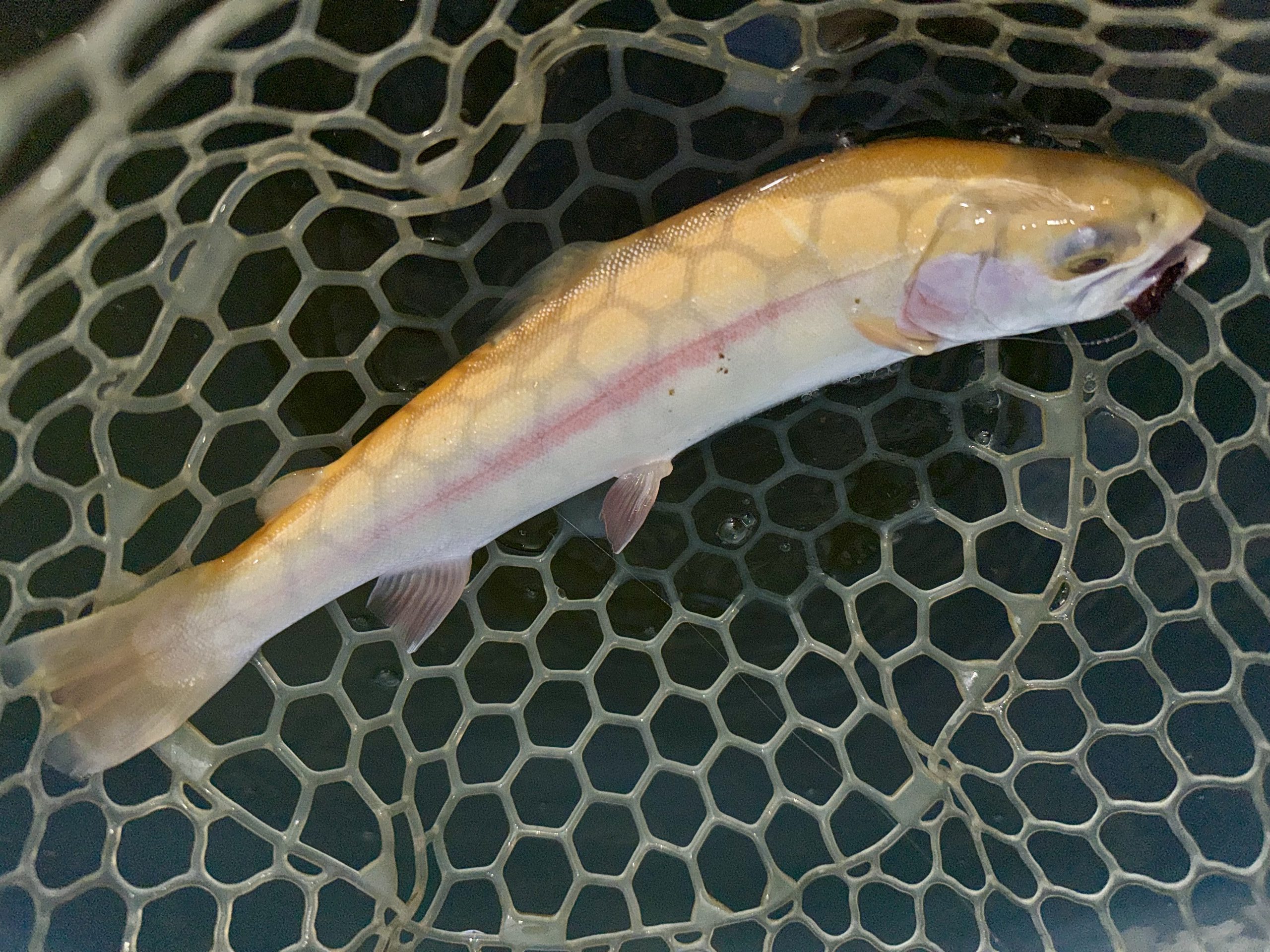 3月29日（日）小平市　にけるさん