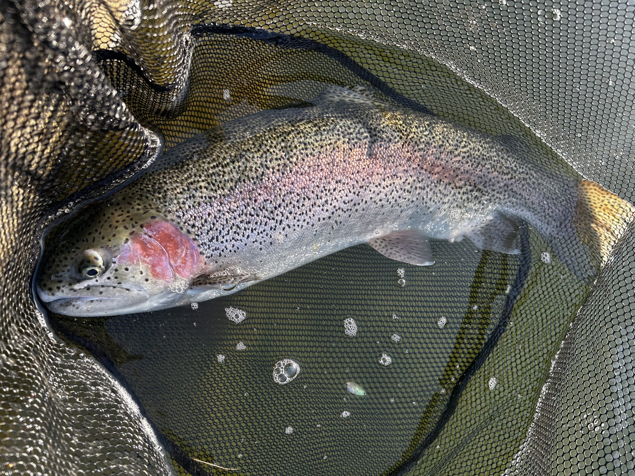 3月1日（日）町田市　から揚げ班長さん