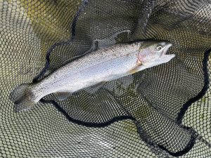 3月13日(金)　町田市　から揚げ班長さん