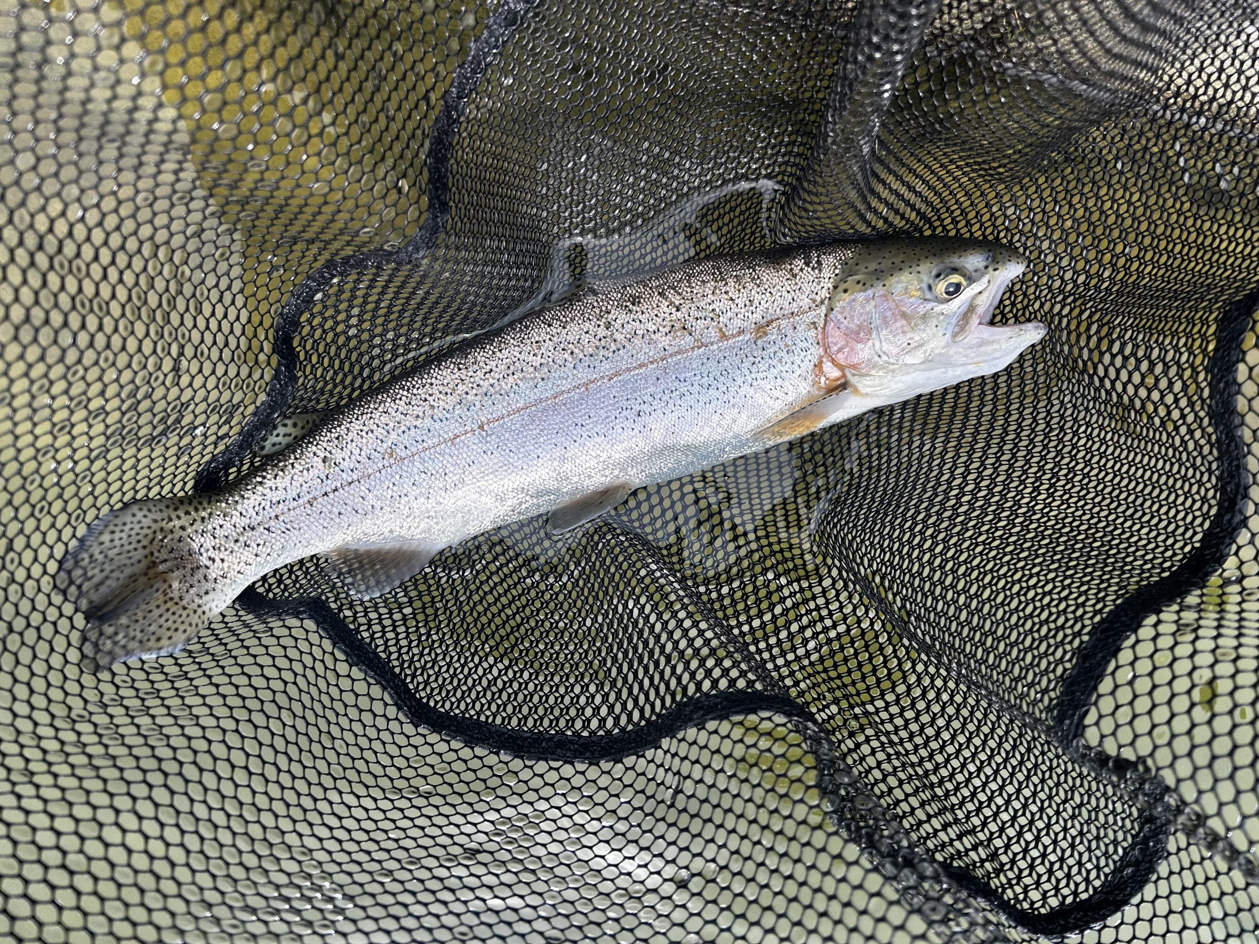 3月13日(金)　町田市　から揚げ班長さん