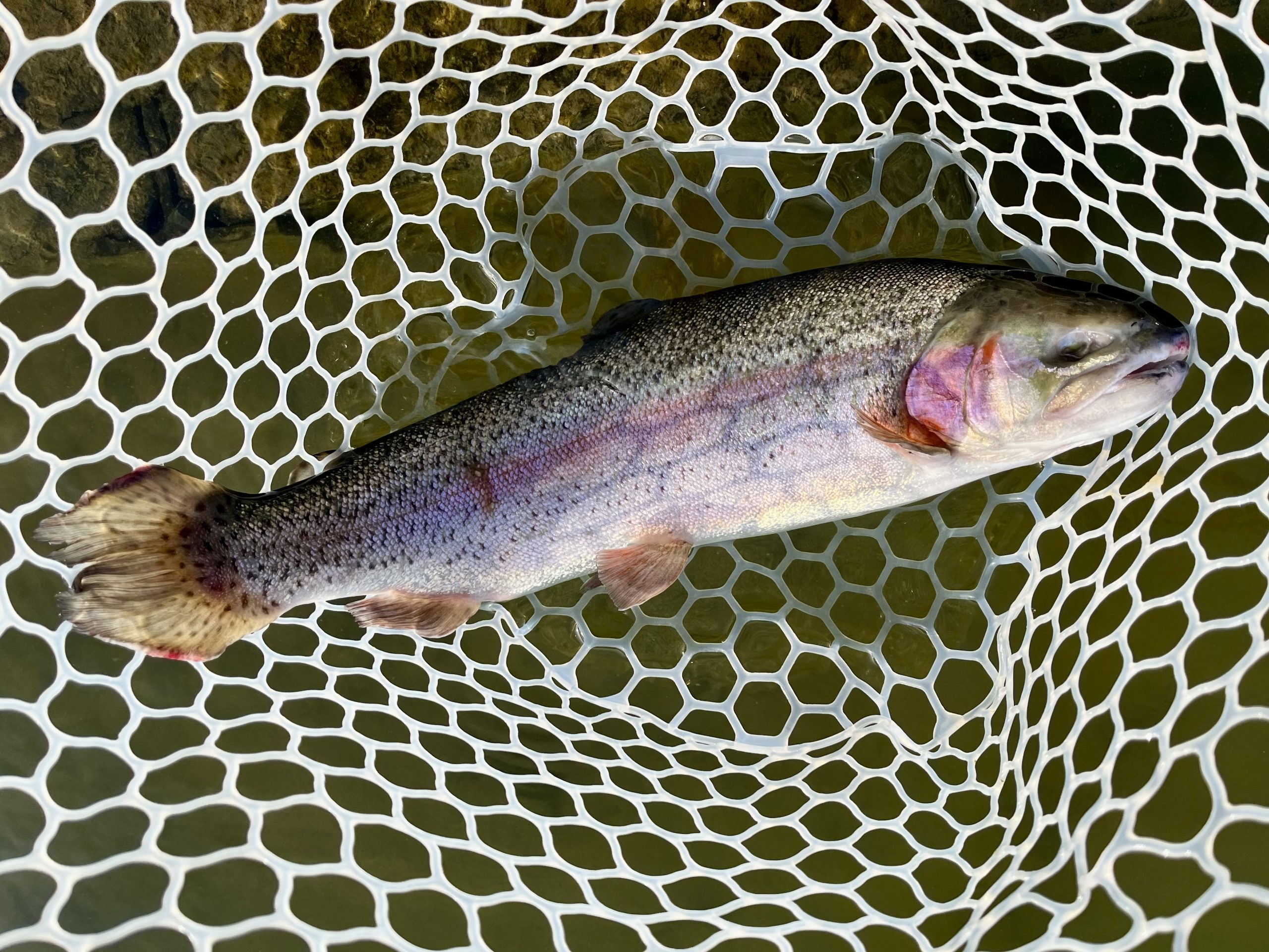 2月28日(土)入間市 フライマンYOKOZUKAさん