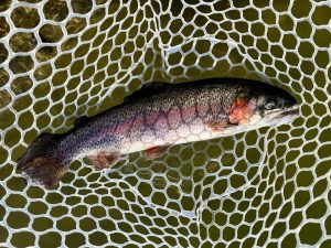 3月8日（日）入間市　フライマンYOKOZUKAさん