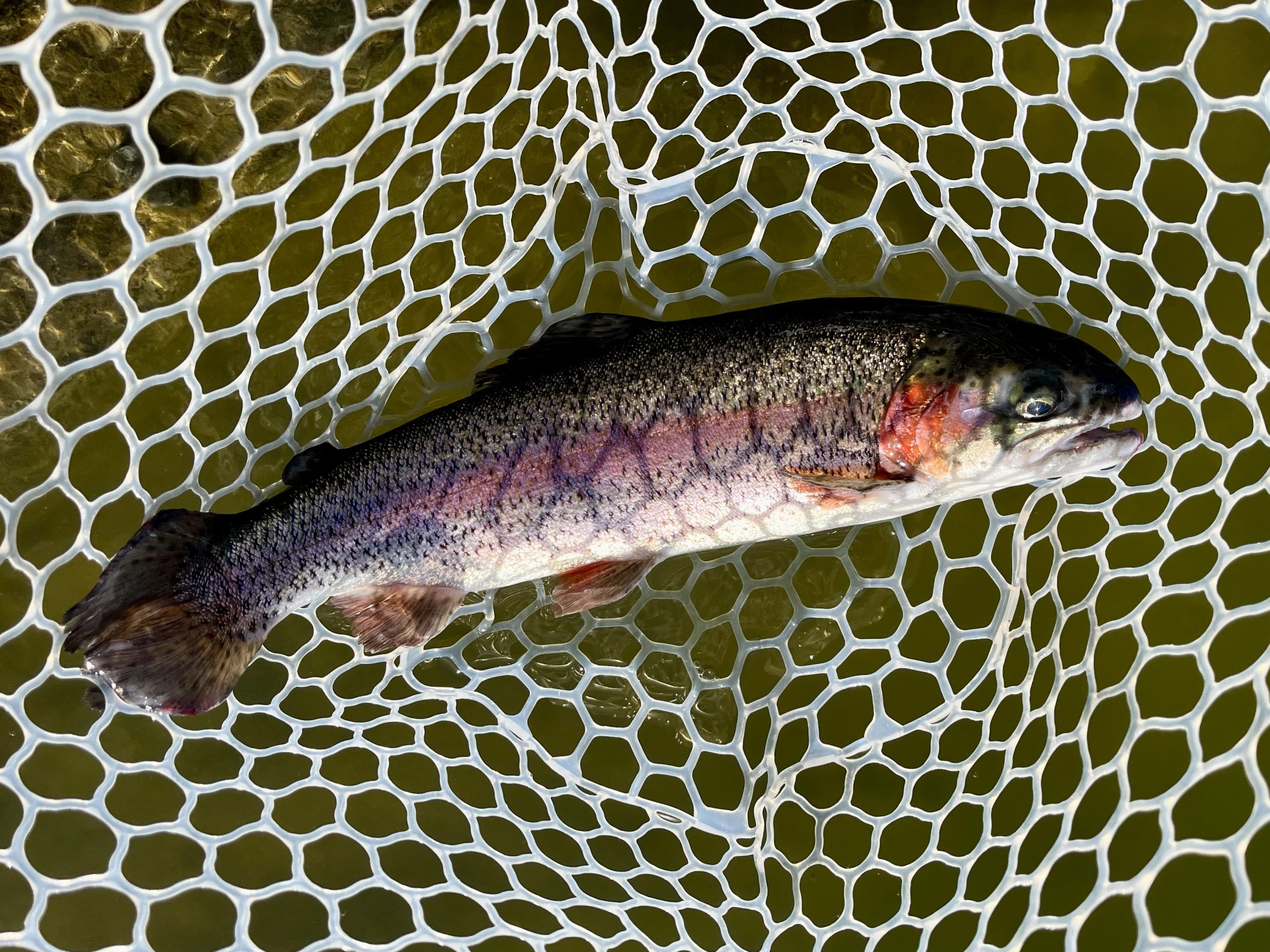 3月8日（日）入間市　フライマンYOKOZUKAさん