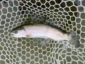 3月17日（火）入間市　フライマンYOKOZUKAさん