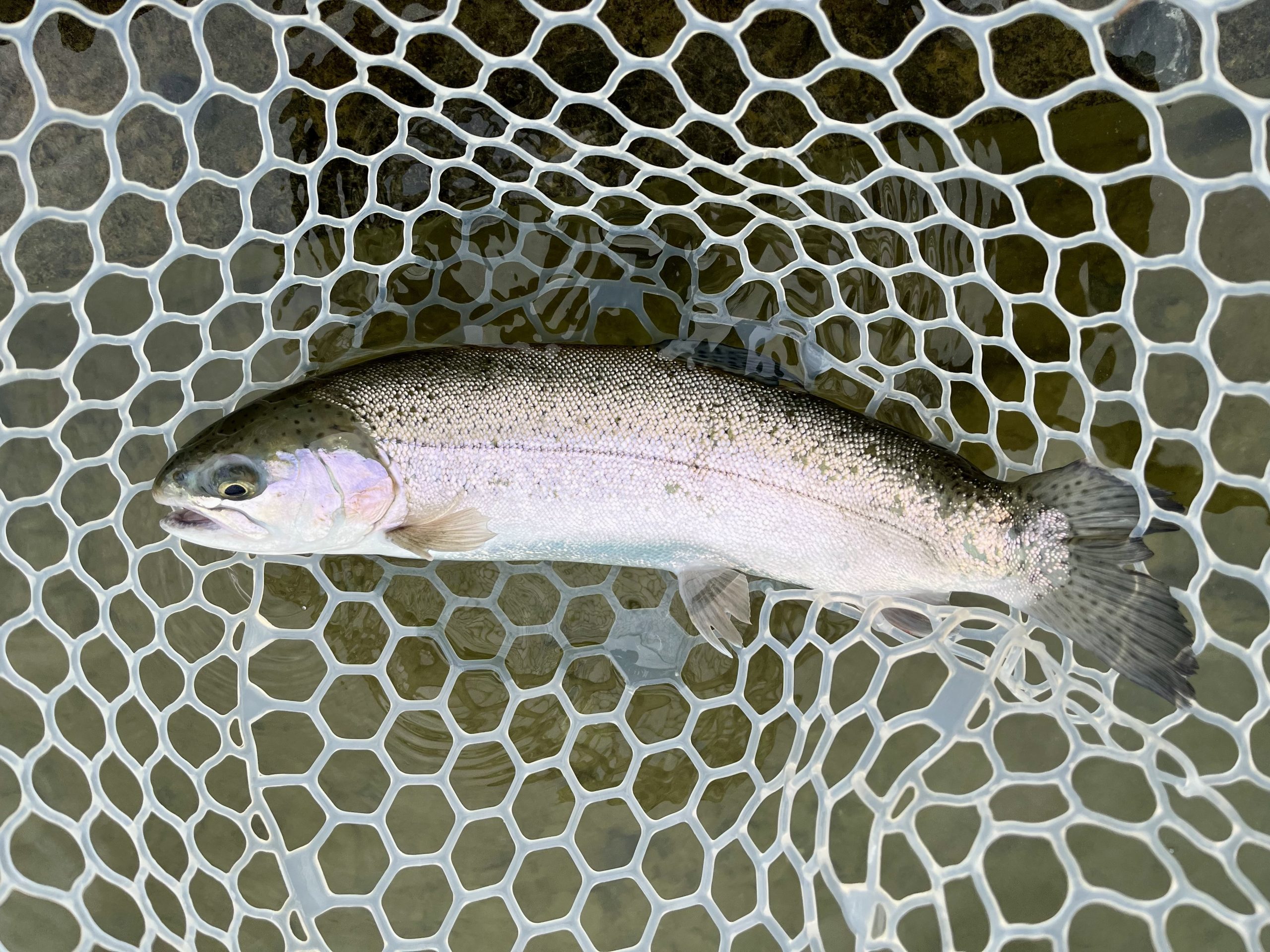 3月17日（火）入間市　フライマンYOKOZUKAさん
