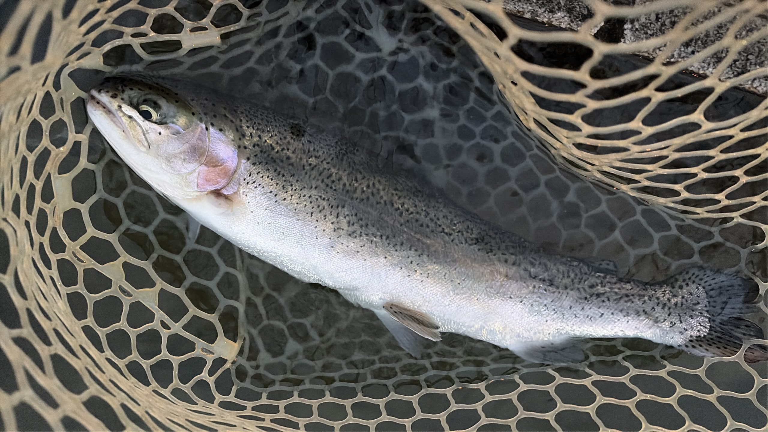 3月20日（金・祝）所沢市　Neoさん