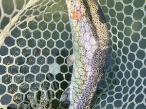 3月21日(土)　入間市　つるちゃんさん