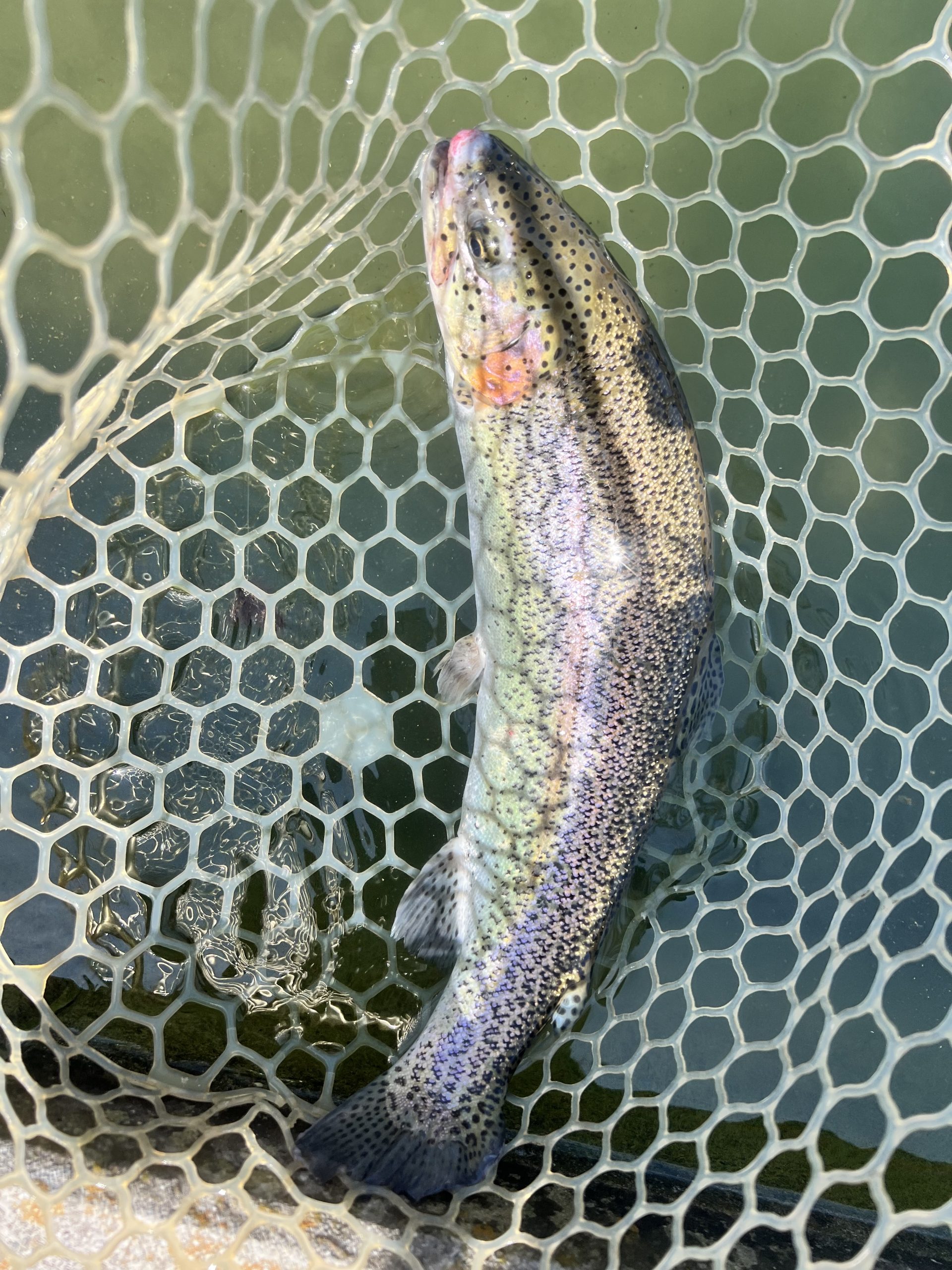 3月21日(土)　入間市　つるちゃんさん