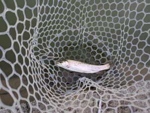 3月2日（月）狭山市　Gety　さん