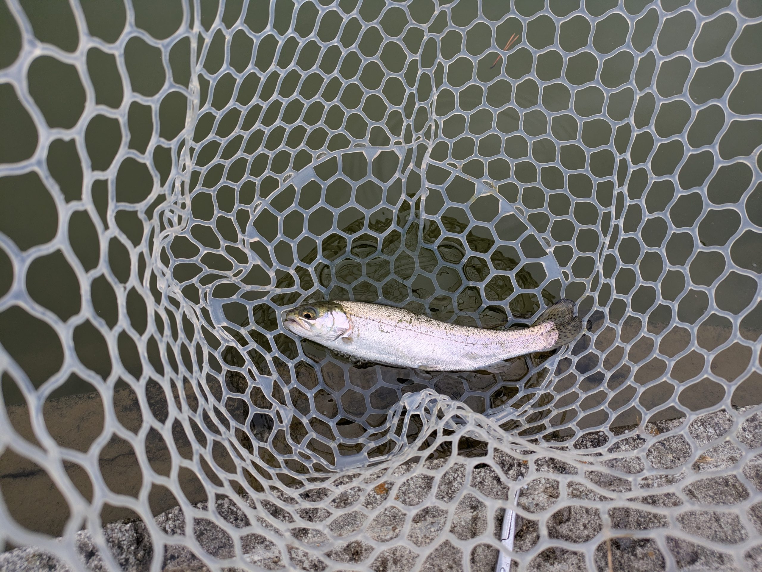 3月2日（月）狭山市　Gety　さん