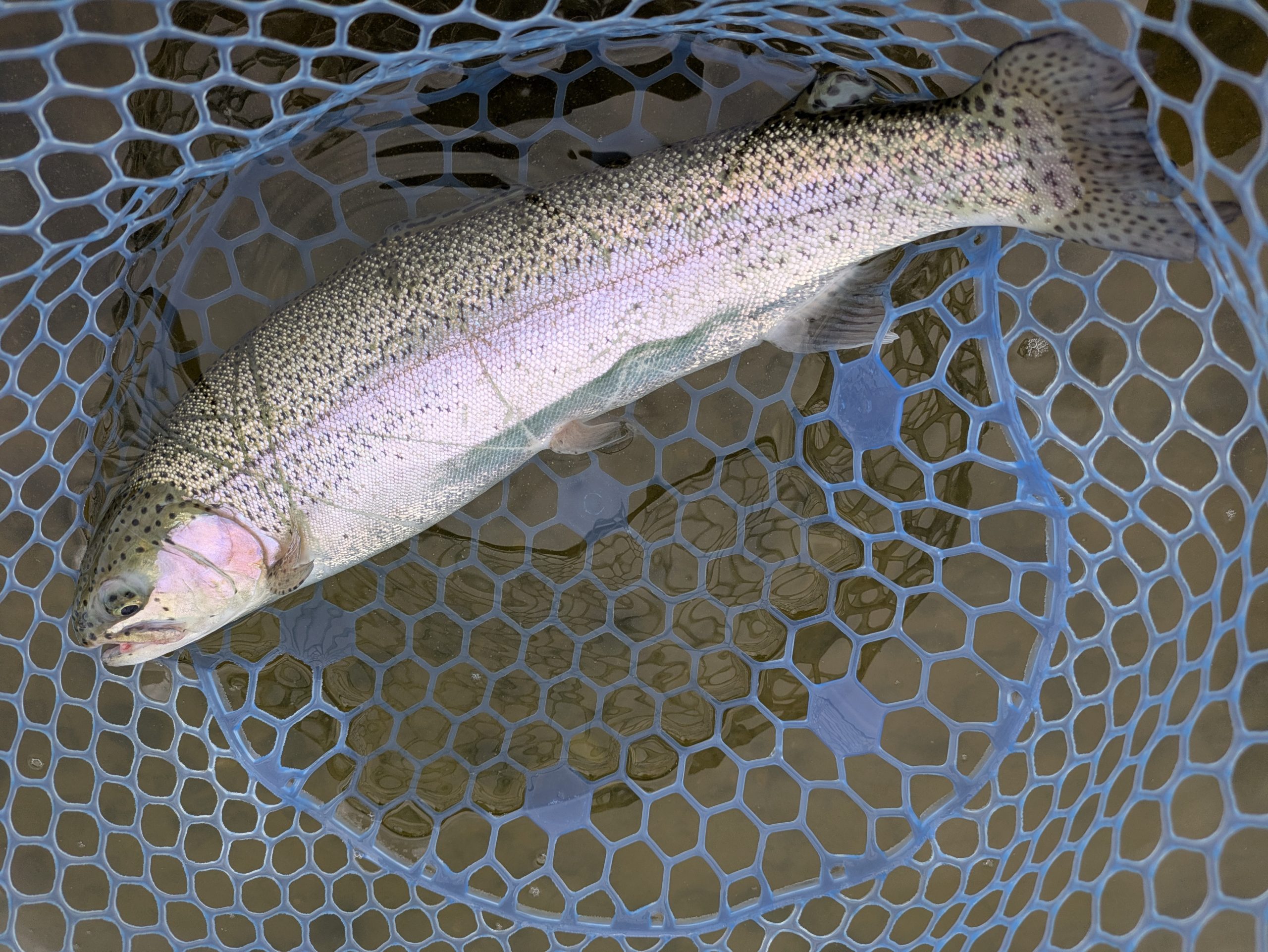 3月9日（月）茅ケ崎市　スーさん