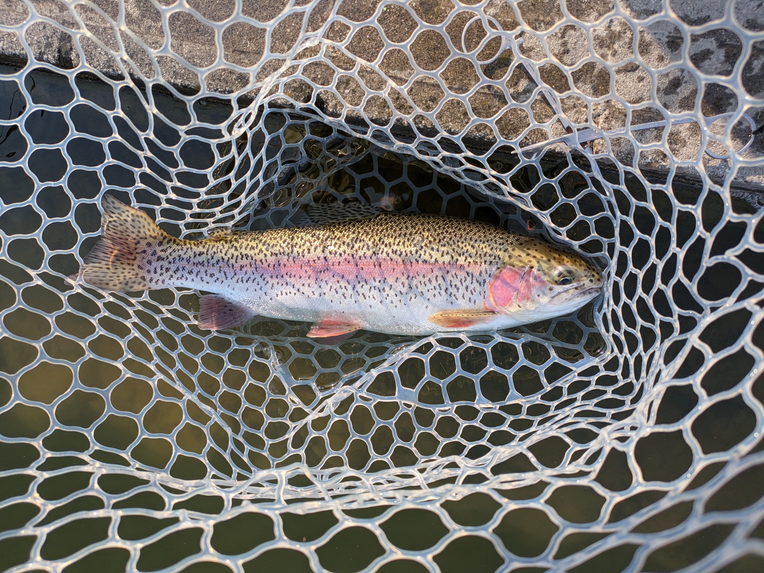 3月9日（月）狭山市　Getyさん