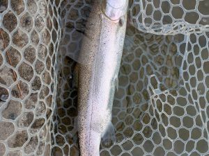 3月16日(月)　狭山市　Getyさん