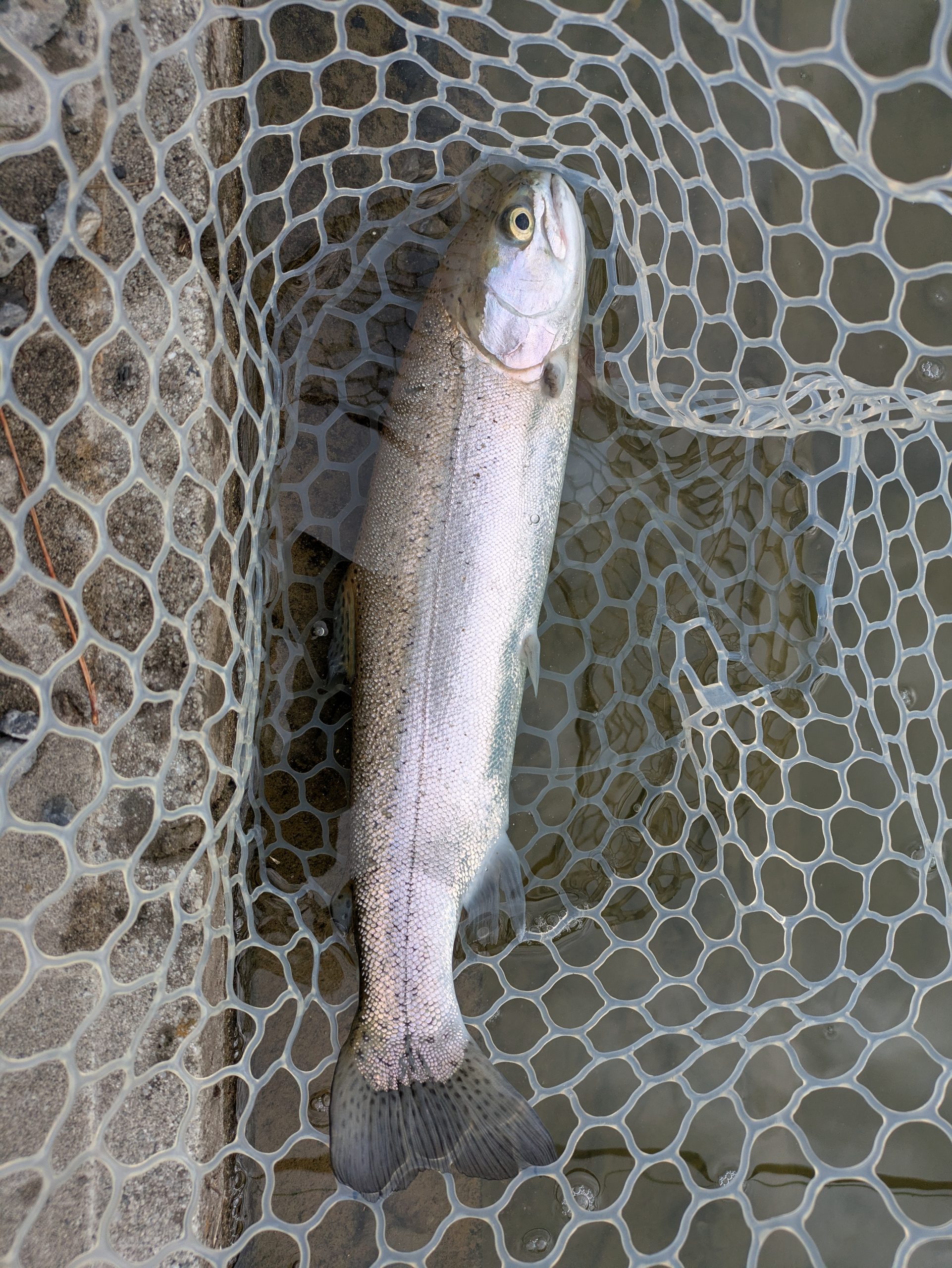 3月16日(月)　狭山市　Getyさん