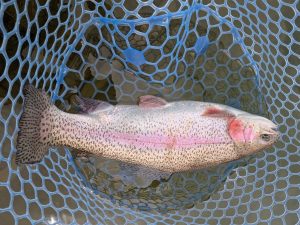 3月16日(月)　茅ヶ崎市　スーさん