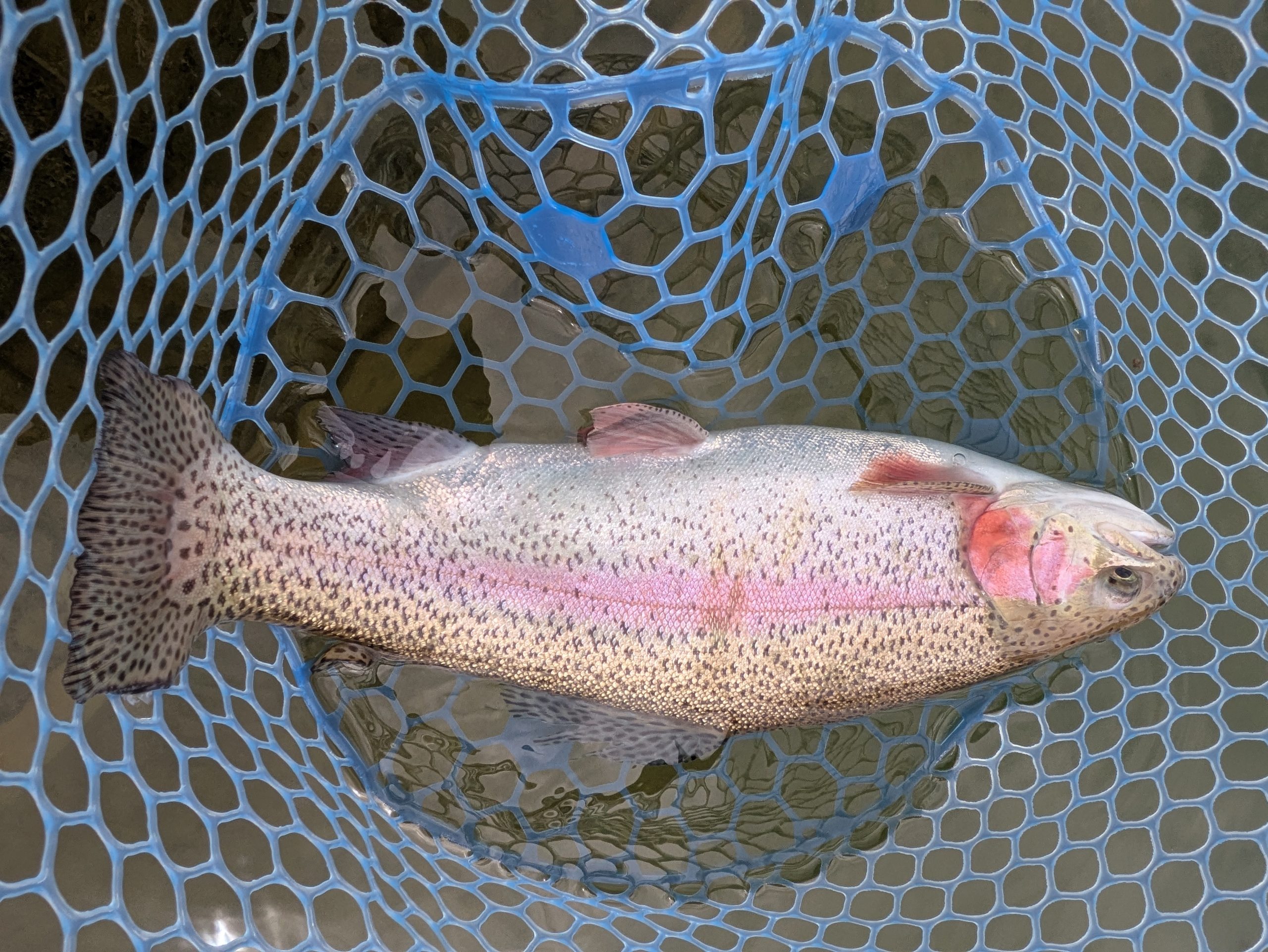 3月16日(月)　茅ヶ崎市　スーさん