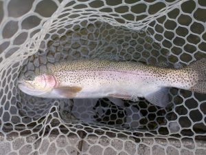 3月27日（金）狭山市　Getyさん