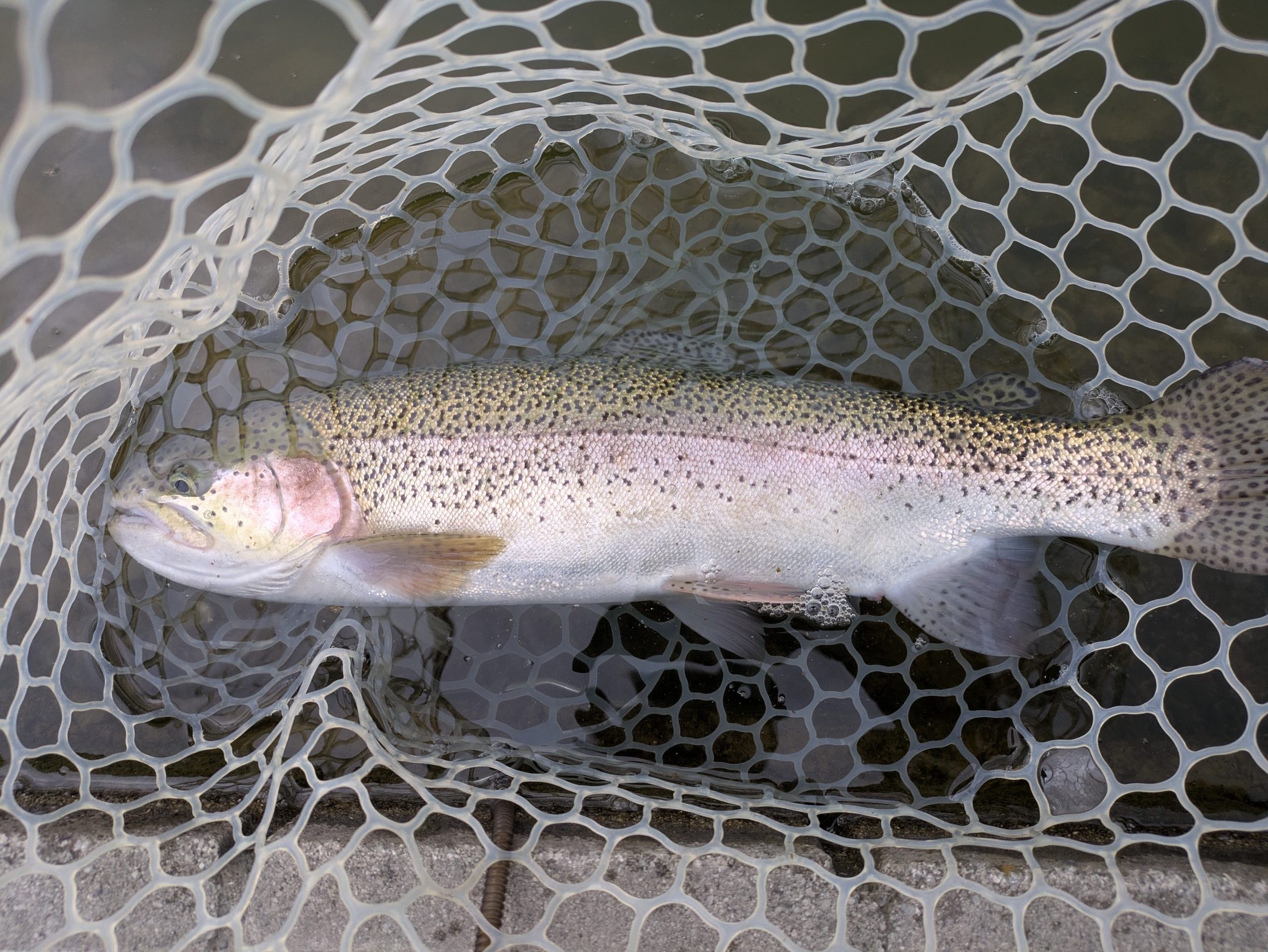 3月27日（金）狭山市　Getyさん