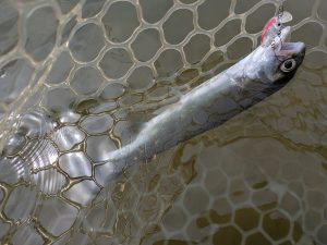 3月30日(月)　西東京市　hiroさん