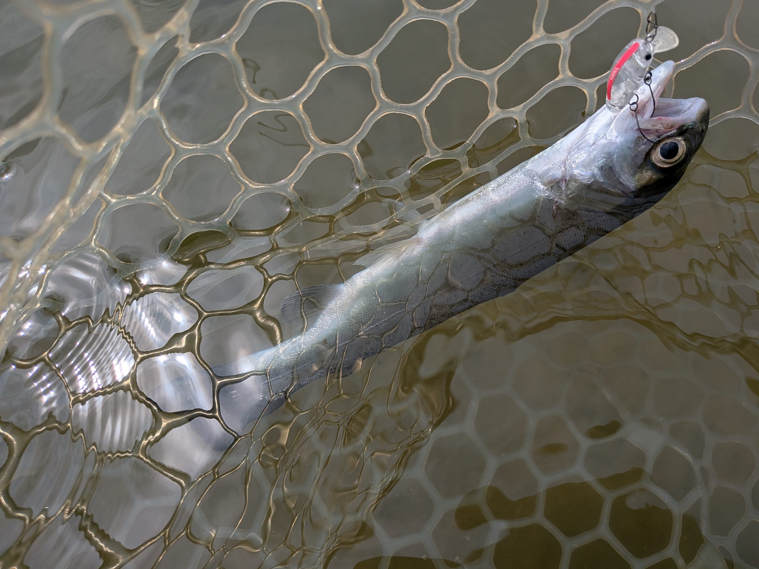 3月30日(月)　西東京市　hiroさん