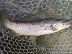 3月22日(日)　三鷹市　Kazu53さん