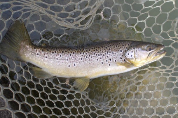 3月22日(日)　三鷹市　Kazu53さん