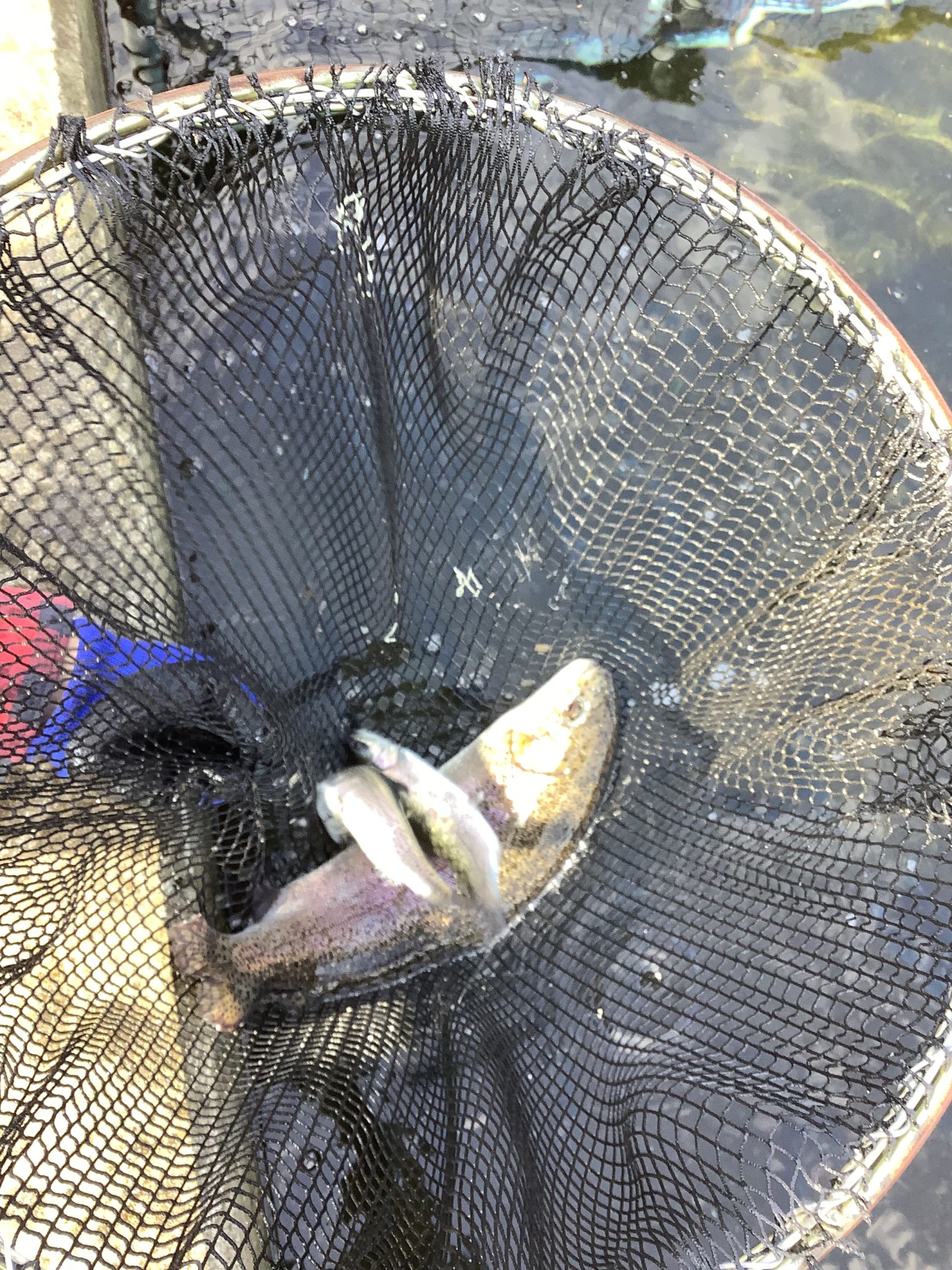 3月1日（日）放流情報