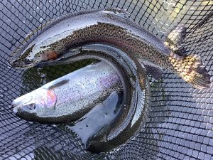 3月7日（土）放流情報