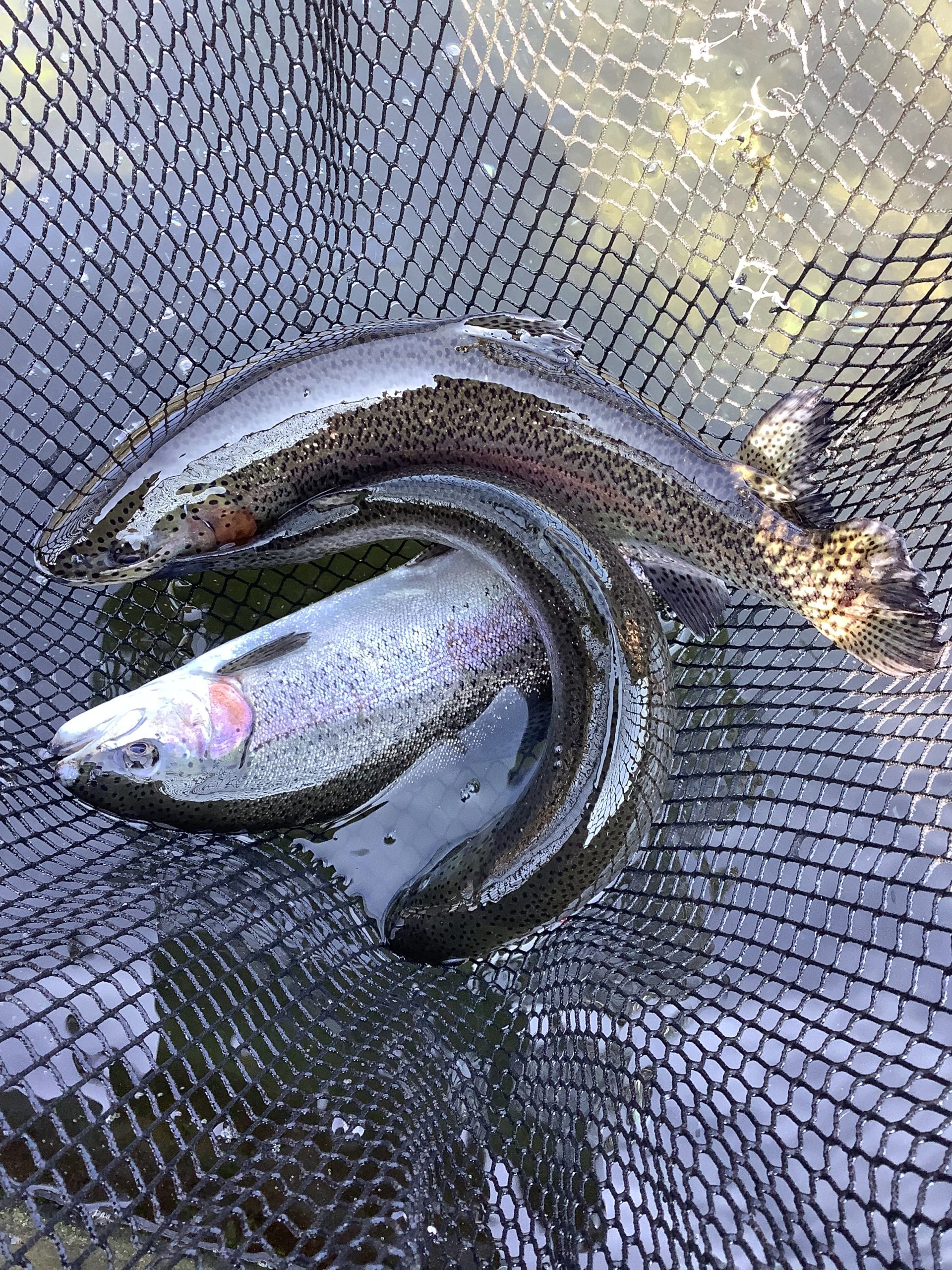 3月7日（土）放流情報