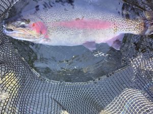 3月8日（日）放流情報