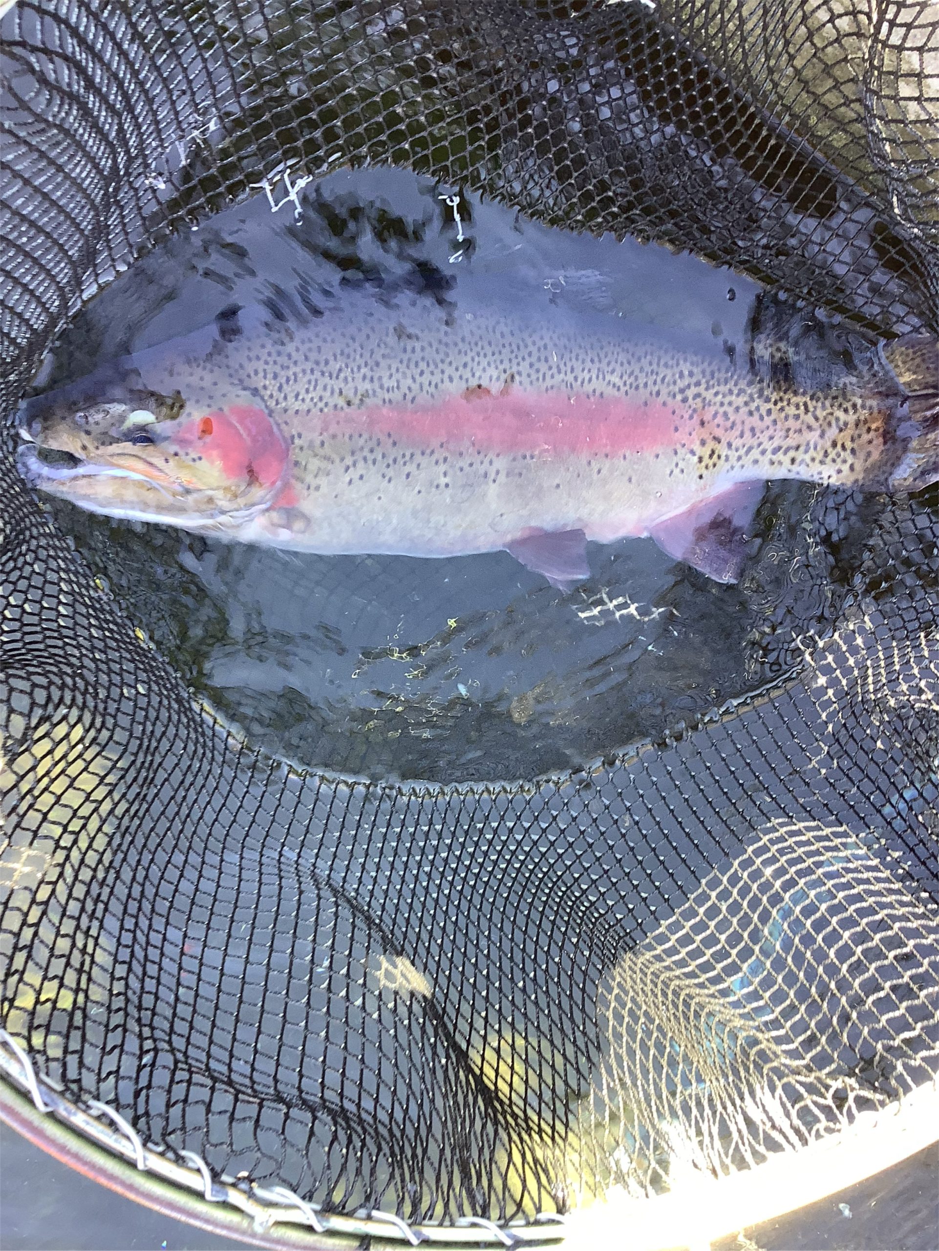 3月8日（日）放流情報