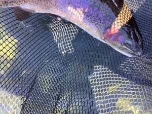 3月14日（土）放流情報