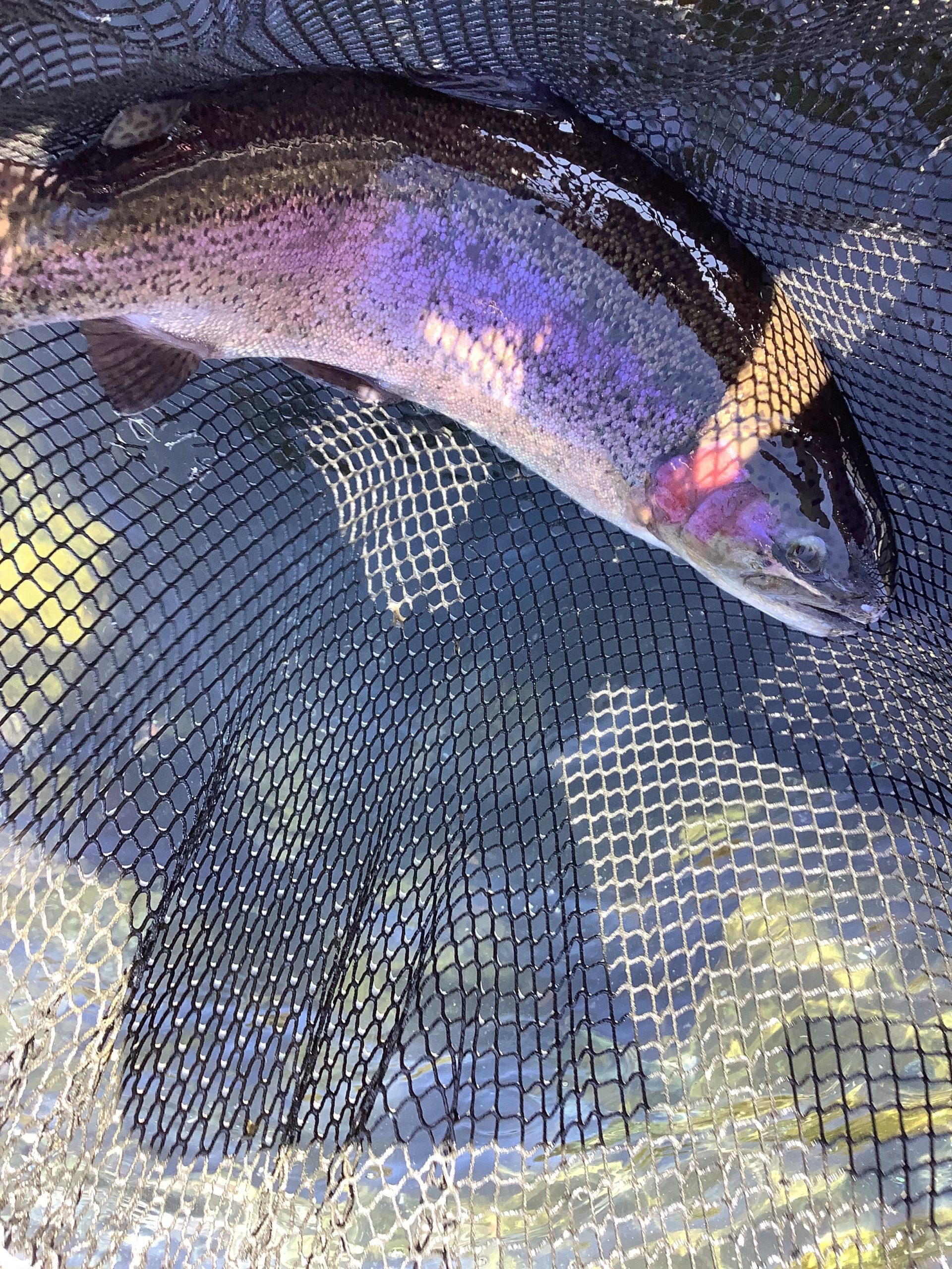 3月14日（土）放流情報