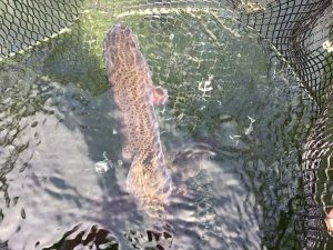 4月12日（日）　特別放流