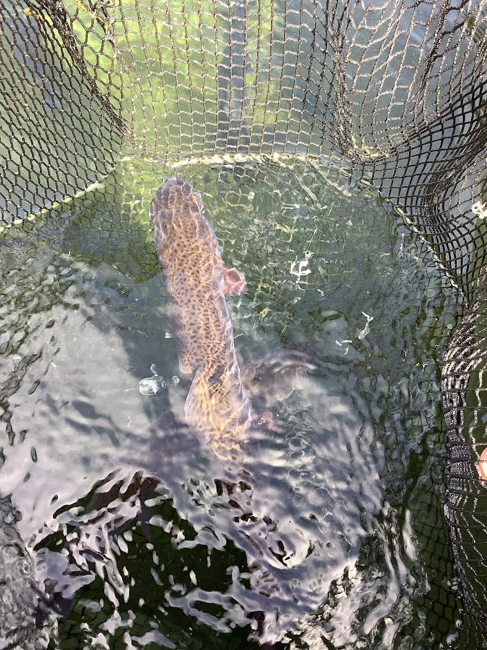 4月12日（日）　特別放流