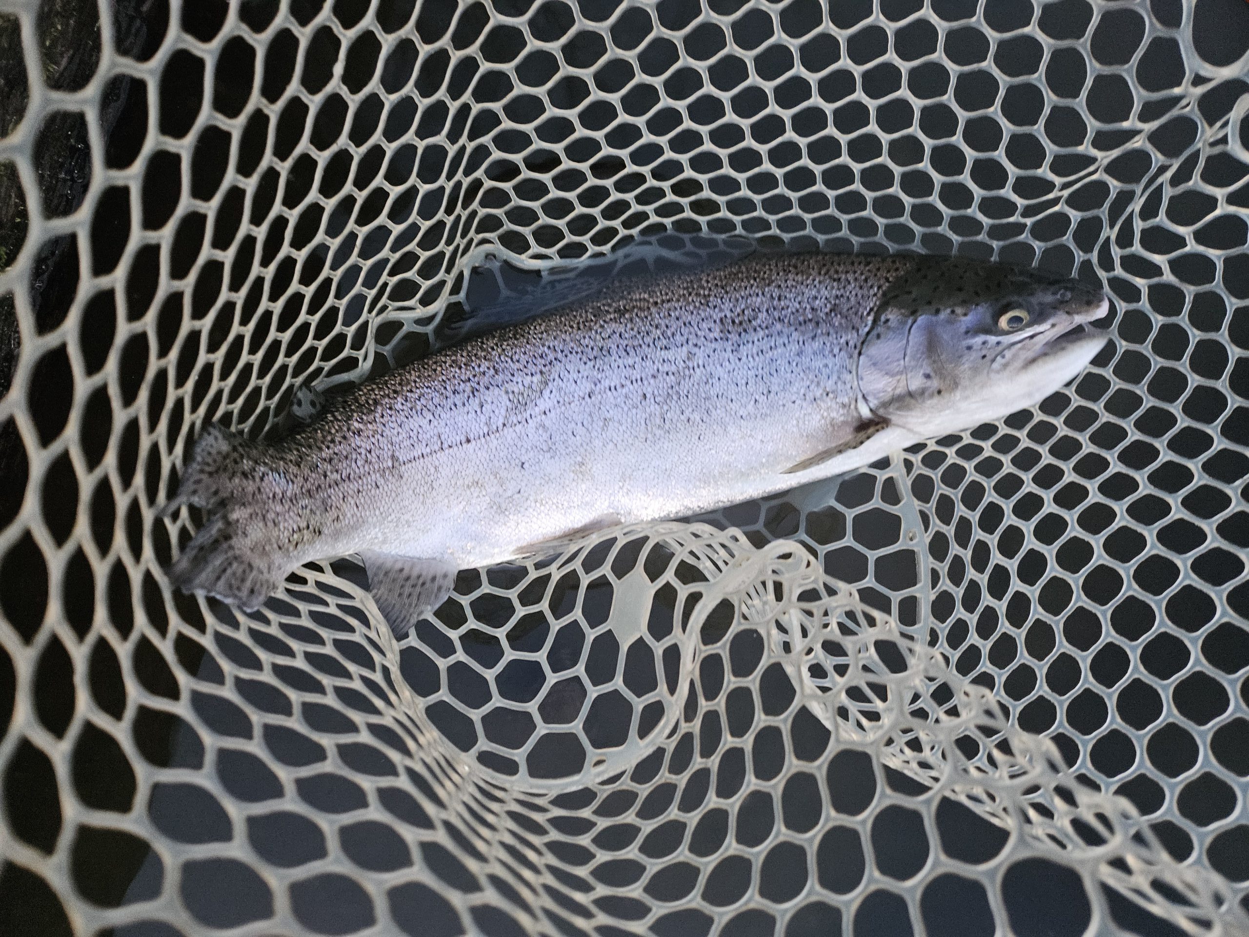 4月5日（日）　杉並区　さいとうさん