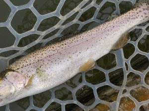 4月4日(土)　入間市　まもなく鮎釣り始まるさん