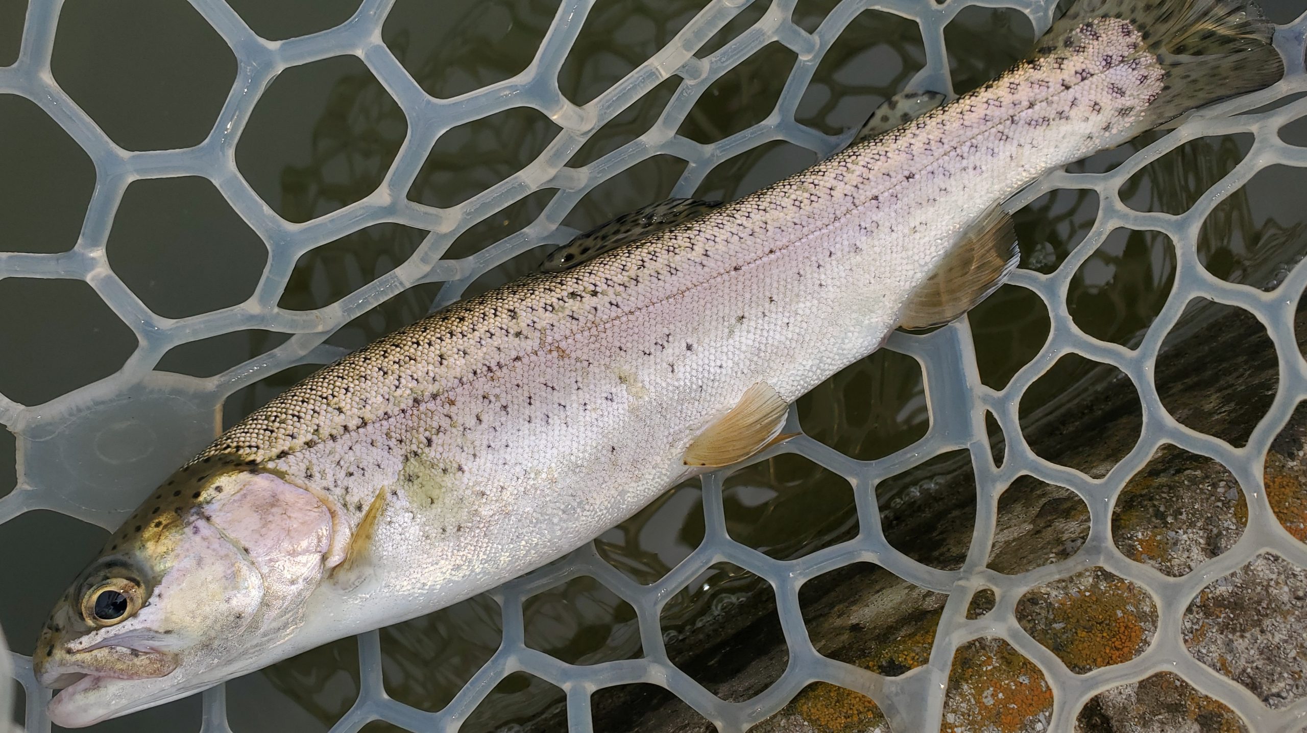 4月4日(土) 入間市 まもなく鮎釣り始まるさん